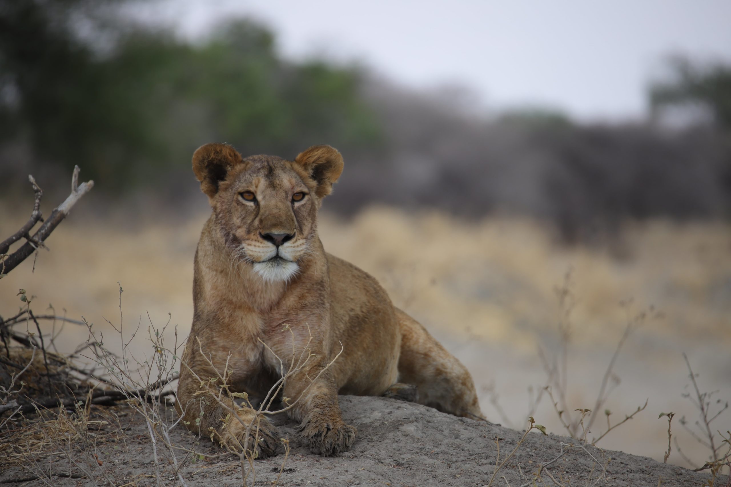 voyage 2 semaines en tanzanie